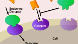 Endocrine Disruptors in water