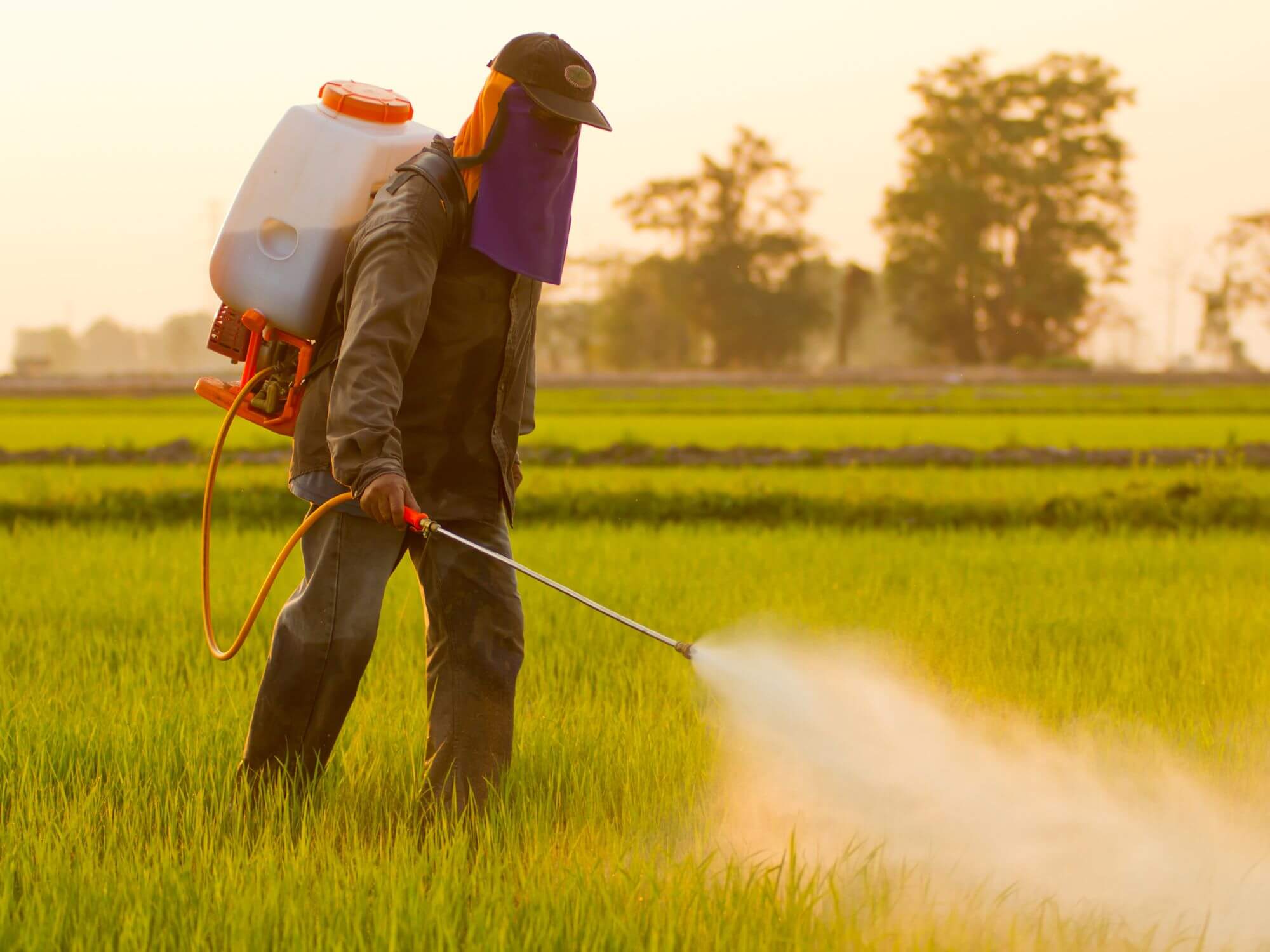 Pesticide Contamination